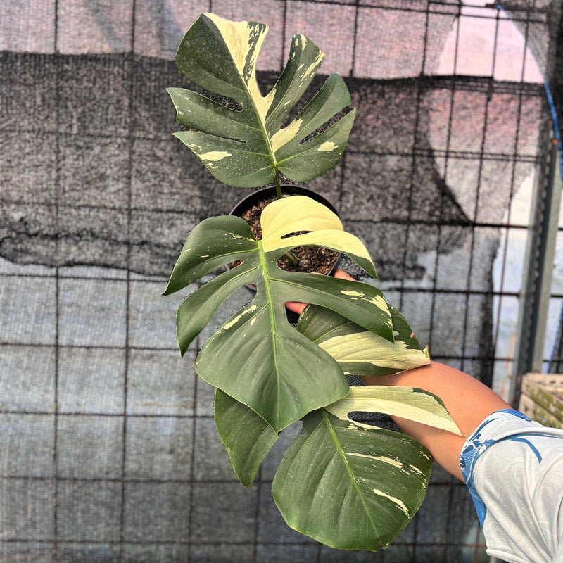 FS36-6 Monstera Jungle Mint