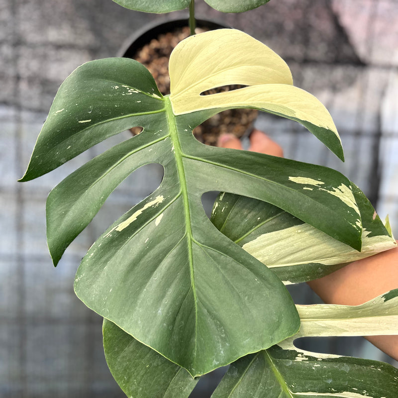 FS36-6 Monstera Jungle Mint