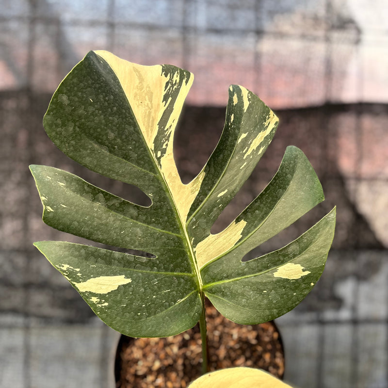 FS36-6 Monstera Jungle Mint