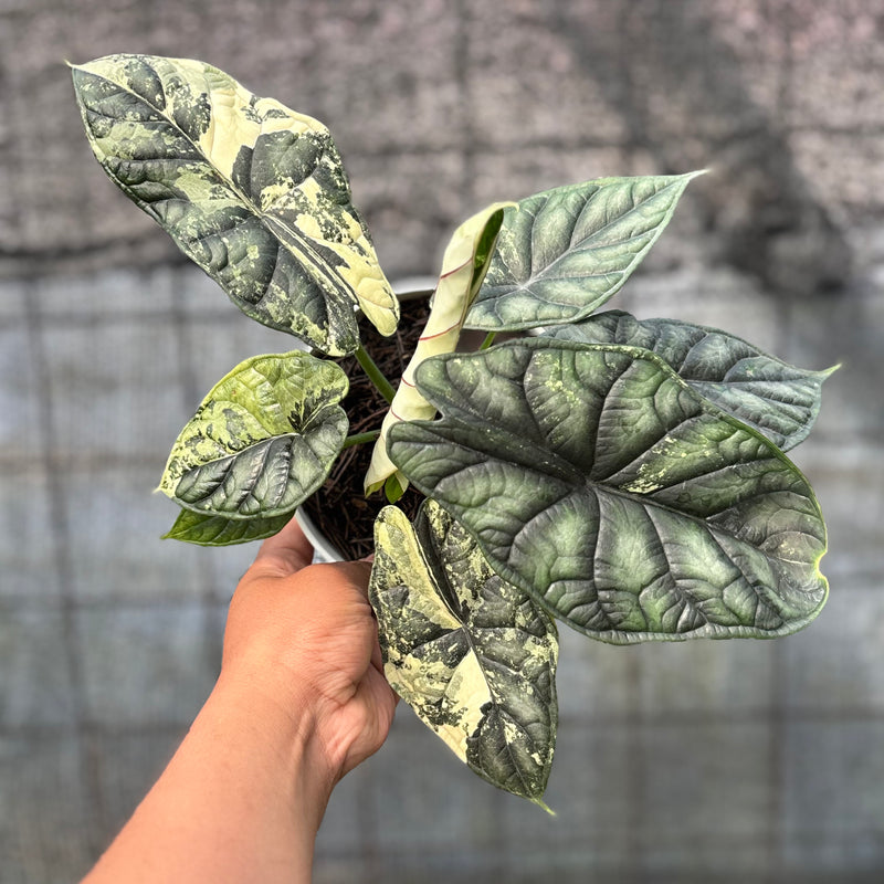 FS37-6 Alocasia Dragon Scale Variegated