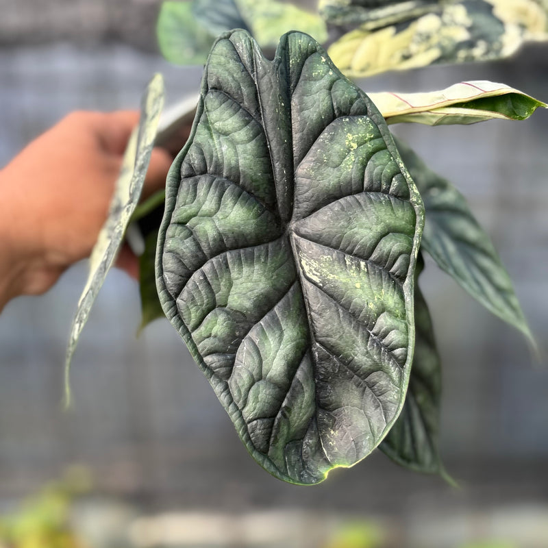FS37-6 Alocasia Dragon Scale Variegated