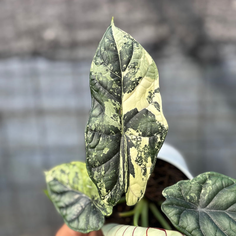 FS37-6 Alocasia Dragon Scale Variegated