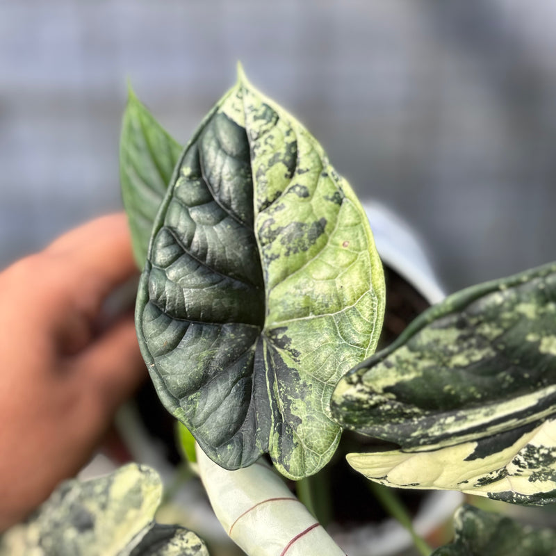 FS37-6 Alocasia Dragon Scale Variegated