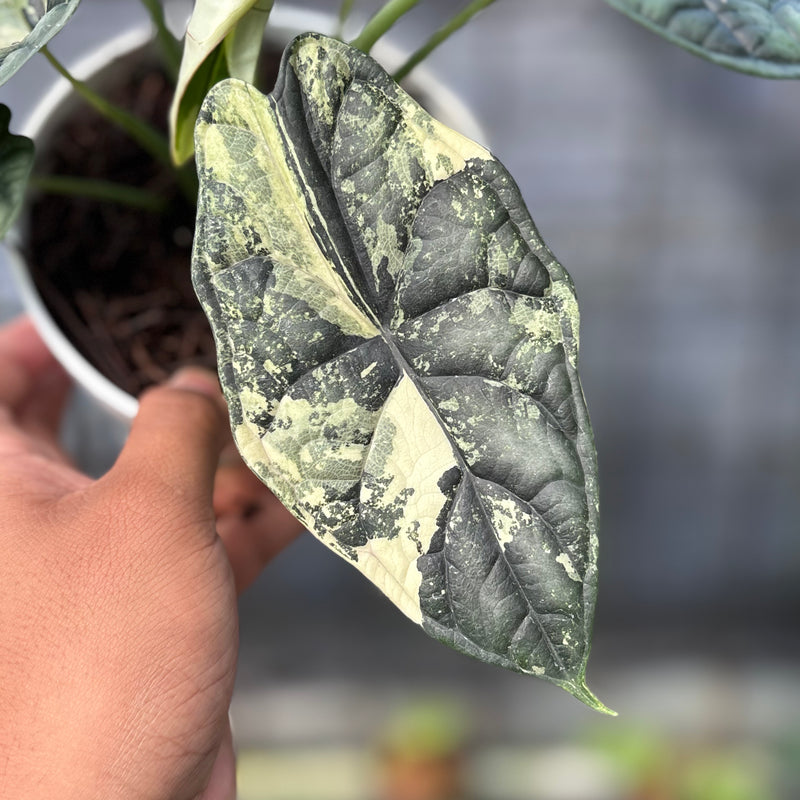 FS37-6 Alocasia Dragon Scale Variegated