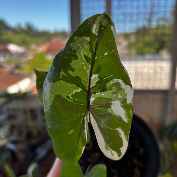 Alocasia Black Steam