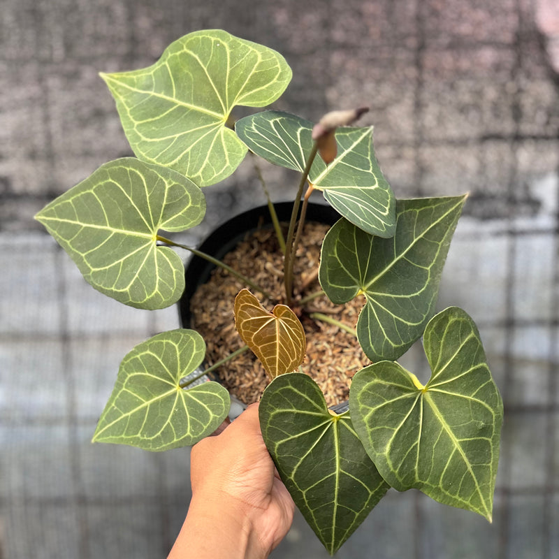 FS39-6 Anthurium Clarinervium Hybrid