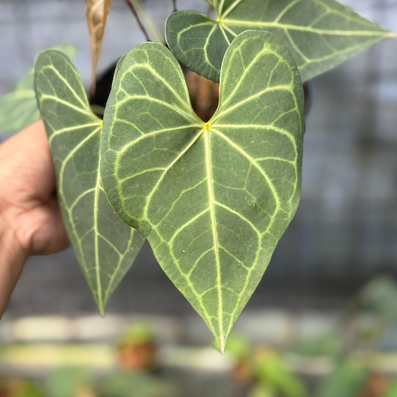 FS39-6 Anthurium Clarinervium Hybrid
