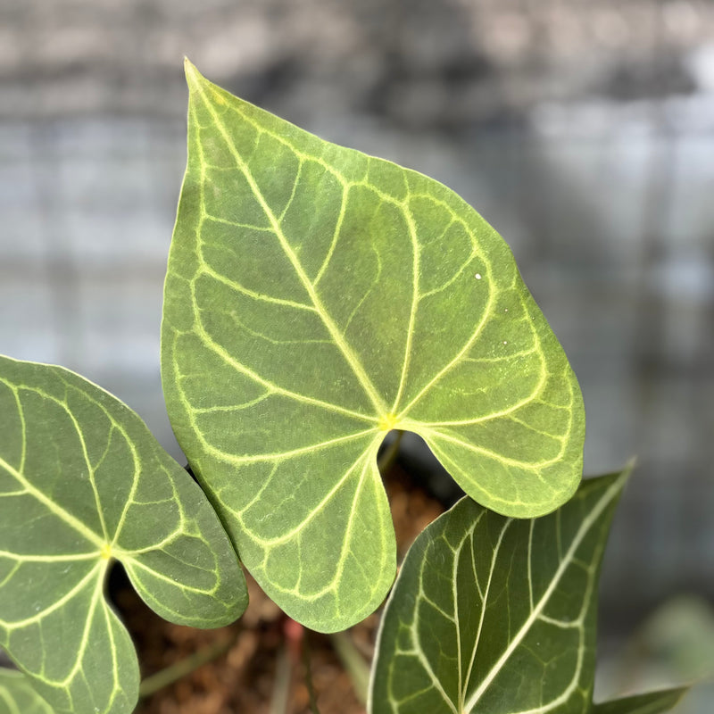 FS39-6 Anthurium Clarinervium Hybrid