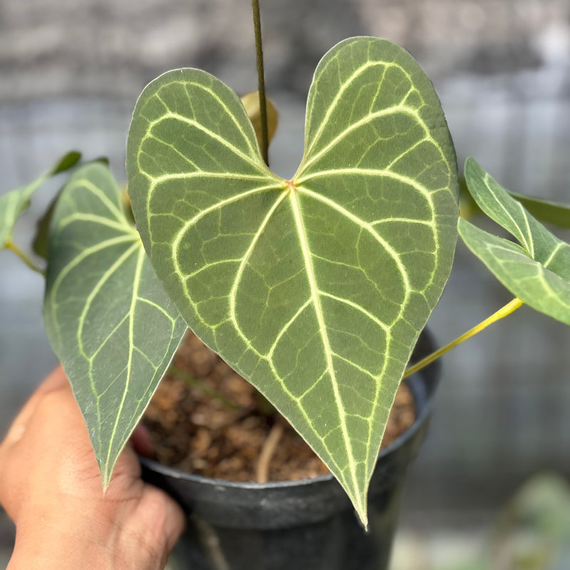 FS39-6 Anthurium Clarinervium Hybrid