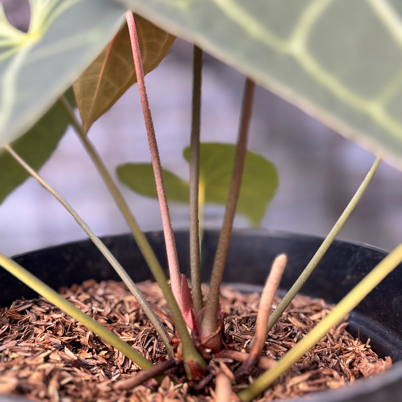 FS39-6 Anthurium Clarinervium Hybrid
