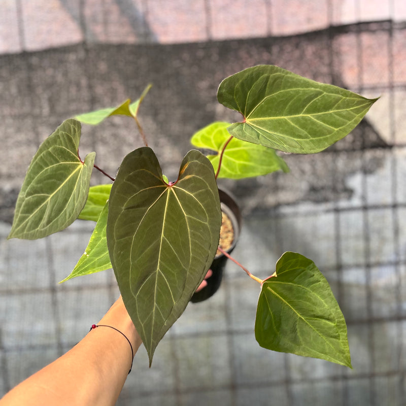 FS40-6 Anthurium Fortsherman Hybrid