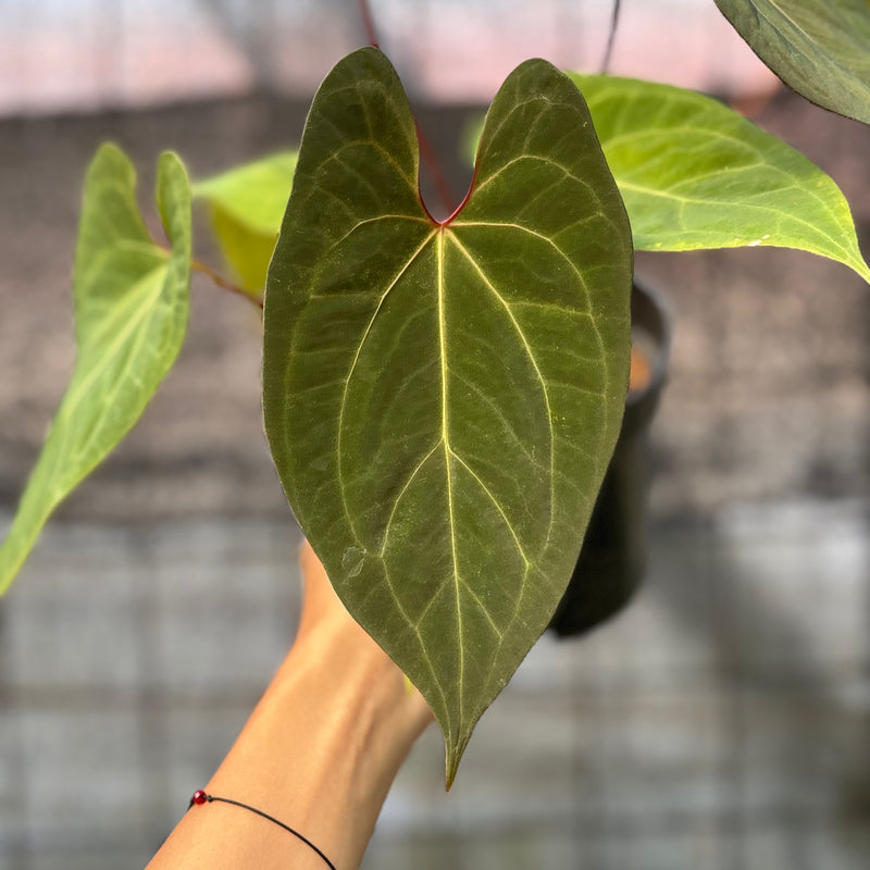 FS40-6 Anthurium Fortsherman Hybrid