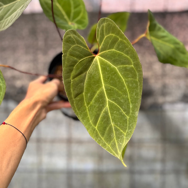 FS40-6 Anthurium Fortsherman Hybrid