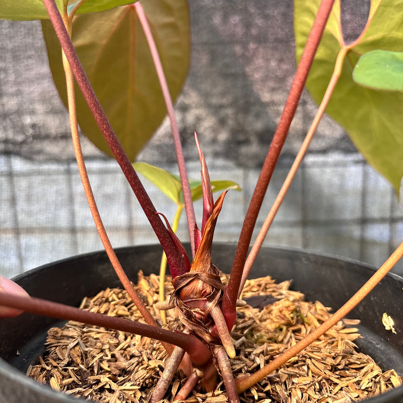 FS40-6 Anthurium Fortsherman Hybrid