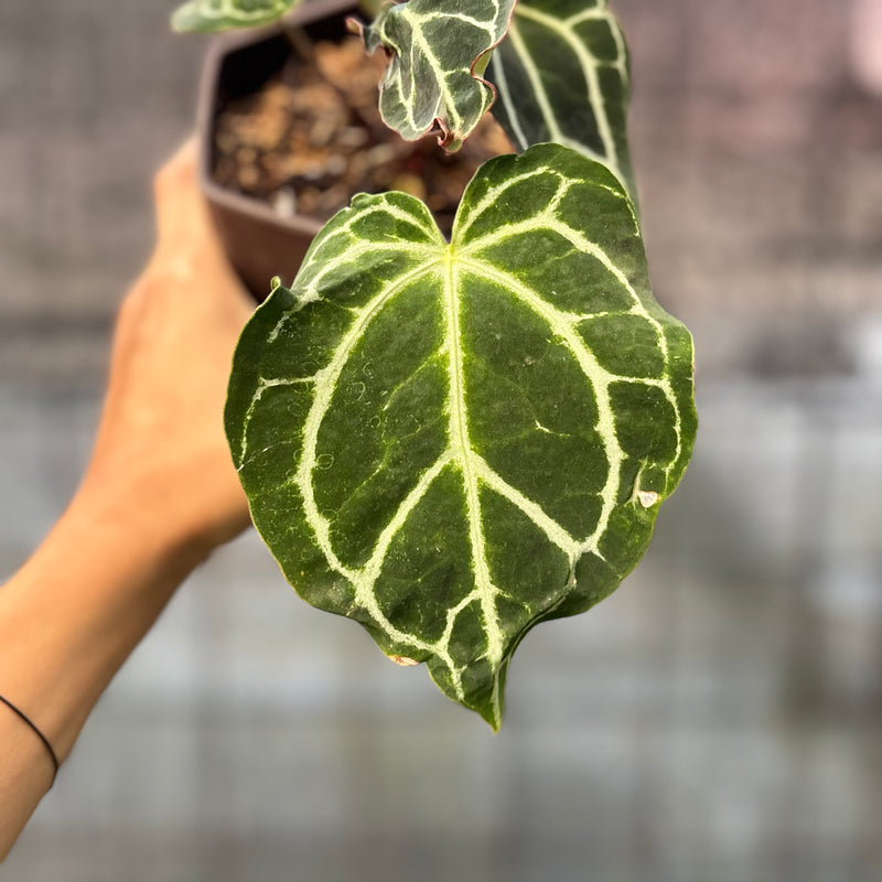 FS41-6 Anthurium Cristallinum Orochi