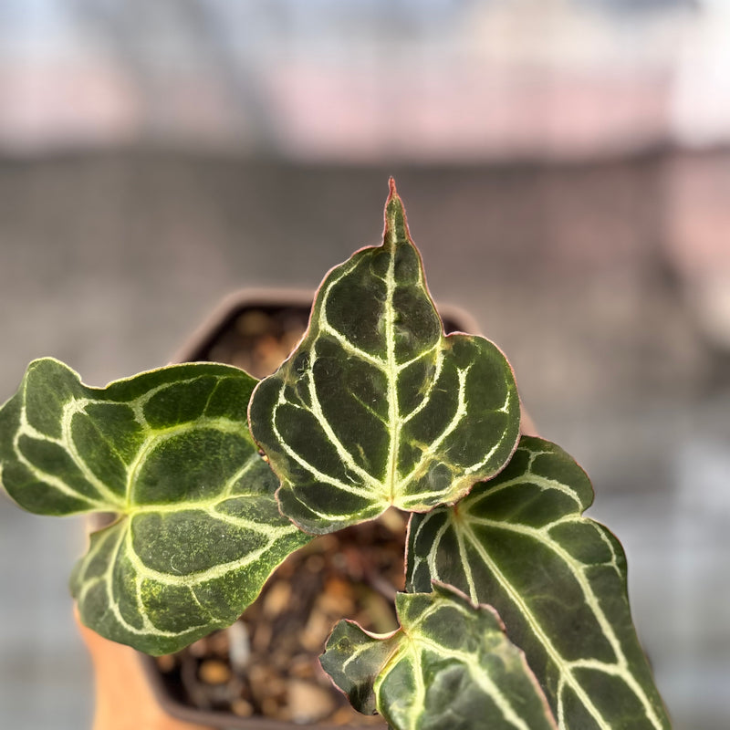 FS41-6 Anthurium Cristallinum Orochi