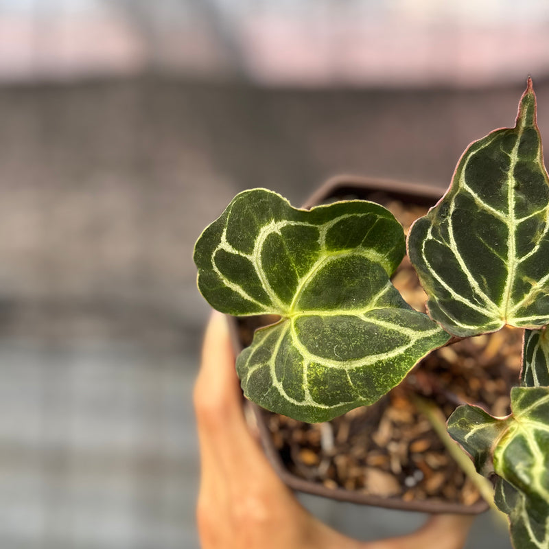 FS41-6 Anthurium Cristallinum Orochi