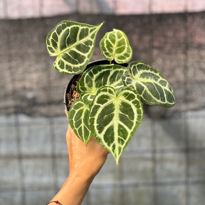 FS41-6 Anthurium Cristallinum Orochi
