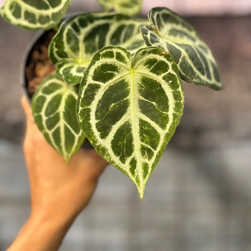 FS41-6 Anthurium Cristallinum Orochi