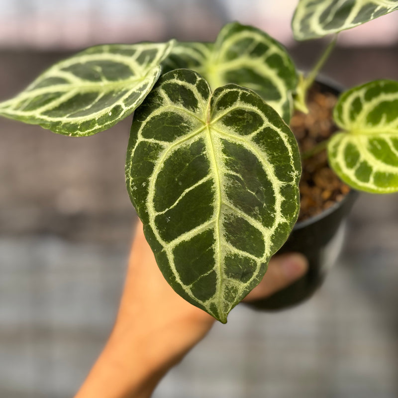 FS41-6 Anthurium Cristallinum Orochi