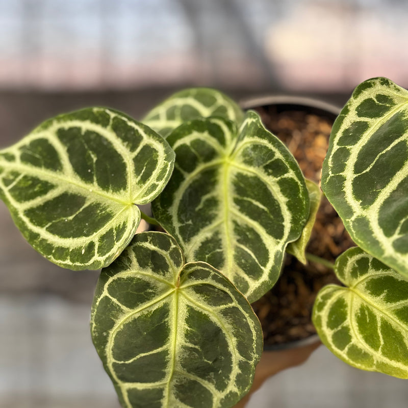 FS41-6 Anthurium Cristallinum Orochi