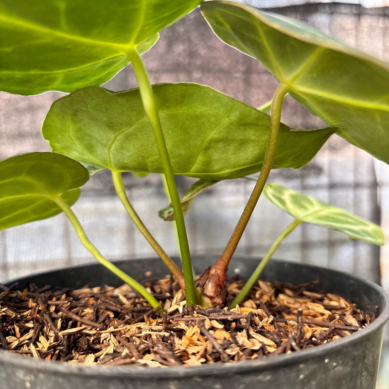 FS41-6 Anthurium Cristallinum Orochi