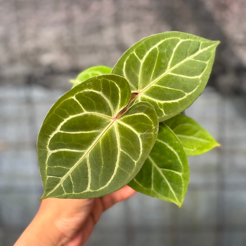 FS43-6 Anthurium HU x Red Crystallinum