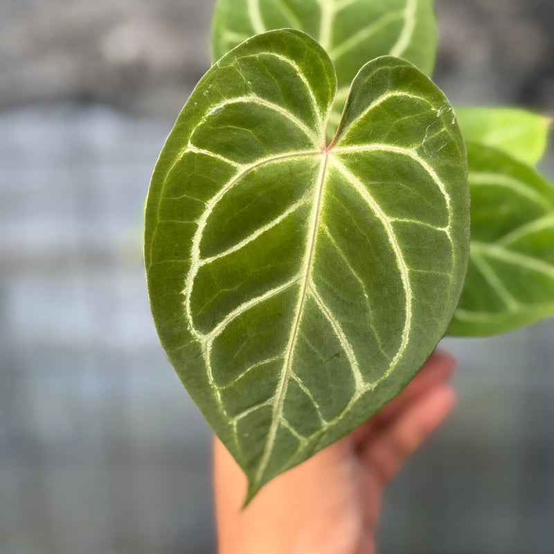 FS43-6 Anthurium HU x Red Crystallinum