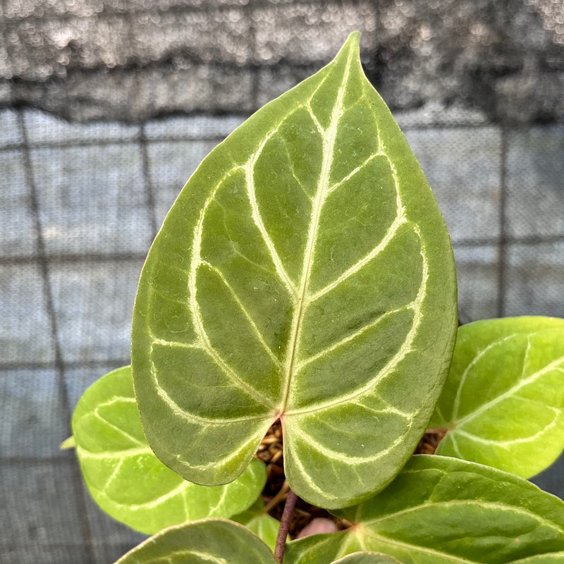 FS43-6 Anthurium HU x Red Crystallinum