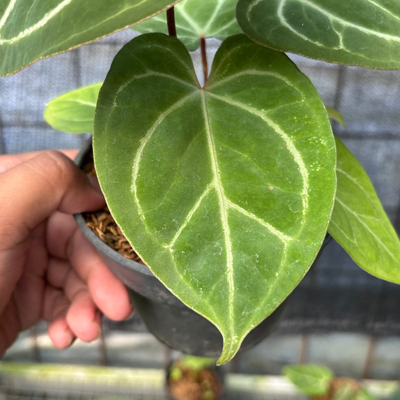 FS43-6 Anthurium HU x Red Crystallinum