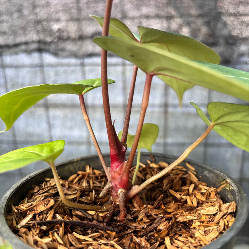 FS43-6 Anthurium HU x Red Crystallinum
