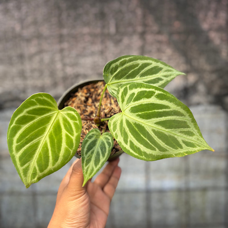 FS44-6 Anthurium Cristallinum Hybrid