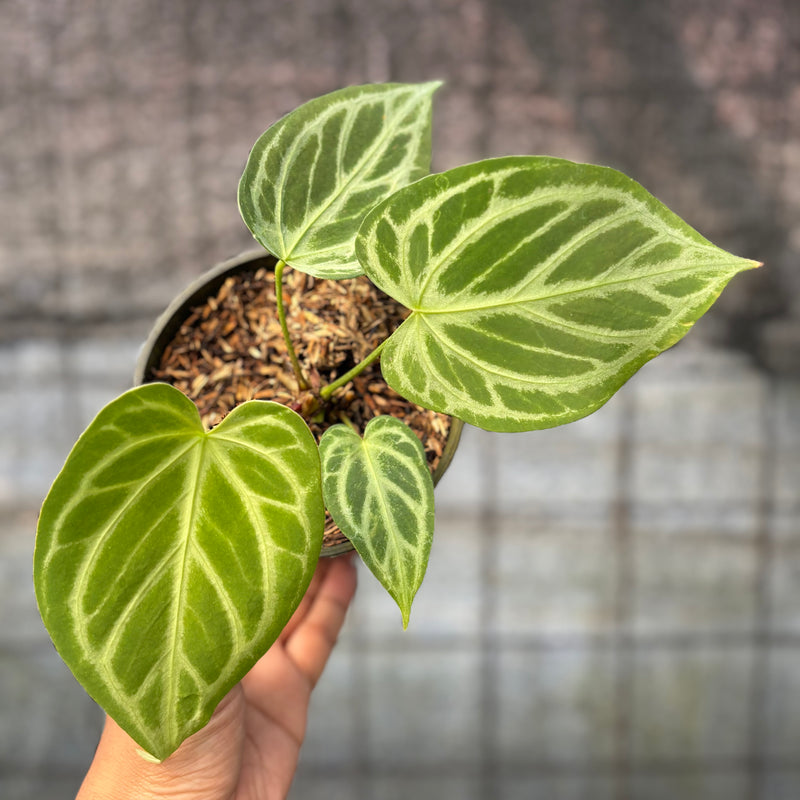 FS44-6 Anthurium Cristallinum Hybrid