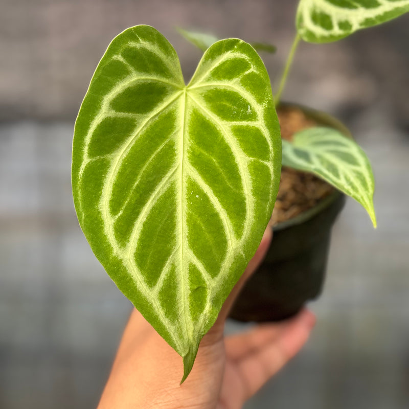FS44-6 Anthurium Cristallinum Hybrid