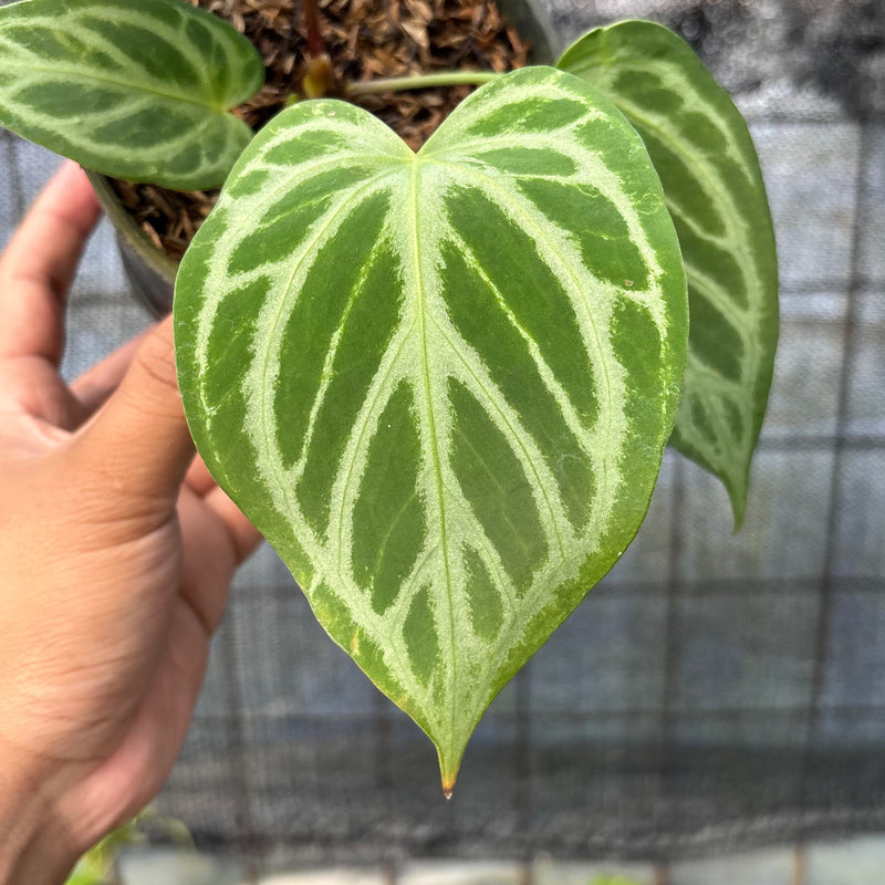 FS44-6 Anthurium Cristallinum Hybrid