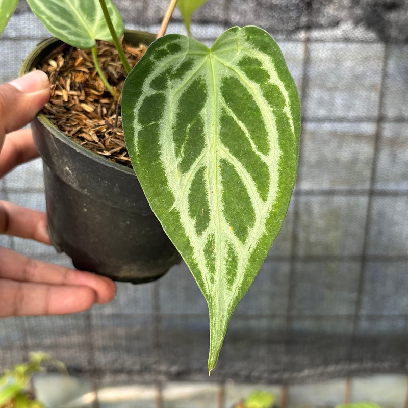 FS44-6 Anthurium Cristallinum Hybrid