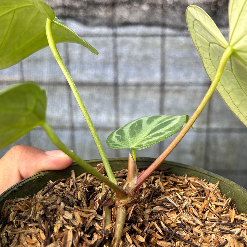 FS44-6 Anthurium Cristallinum Hybrid