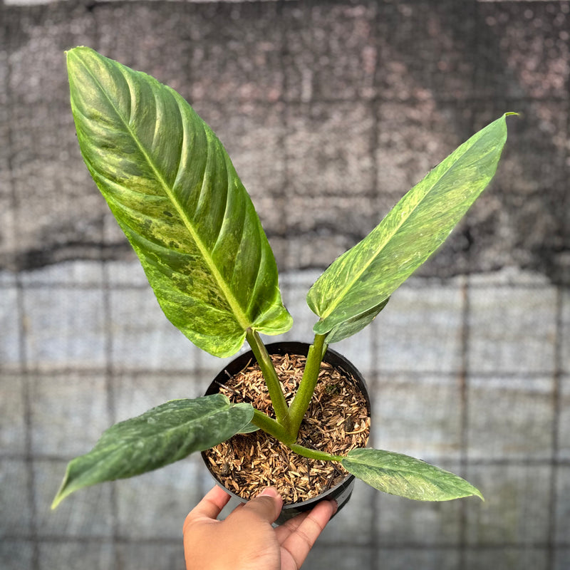 FS45-6 Philodendron Subhastatum