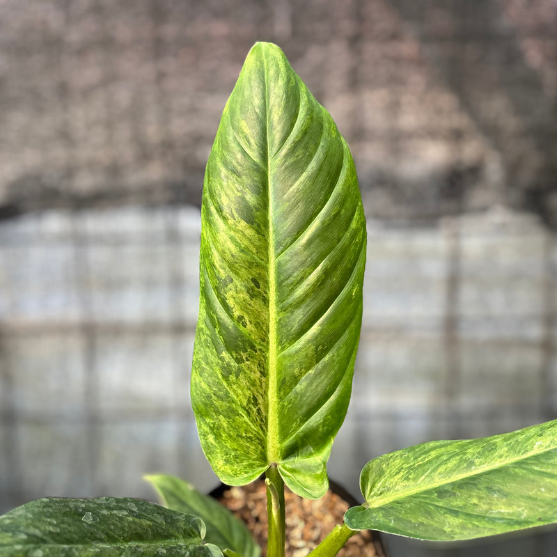 FS45-6 Philodendron Subhastatum