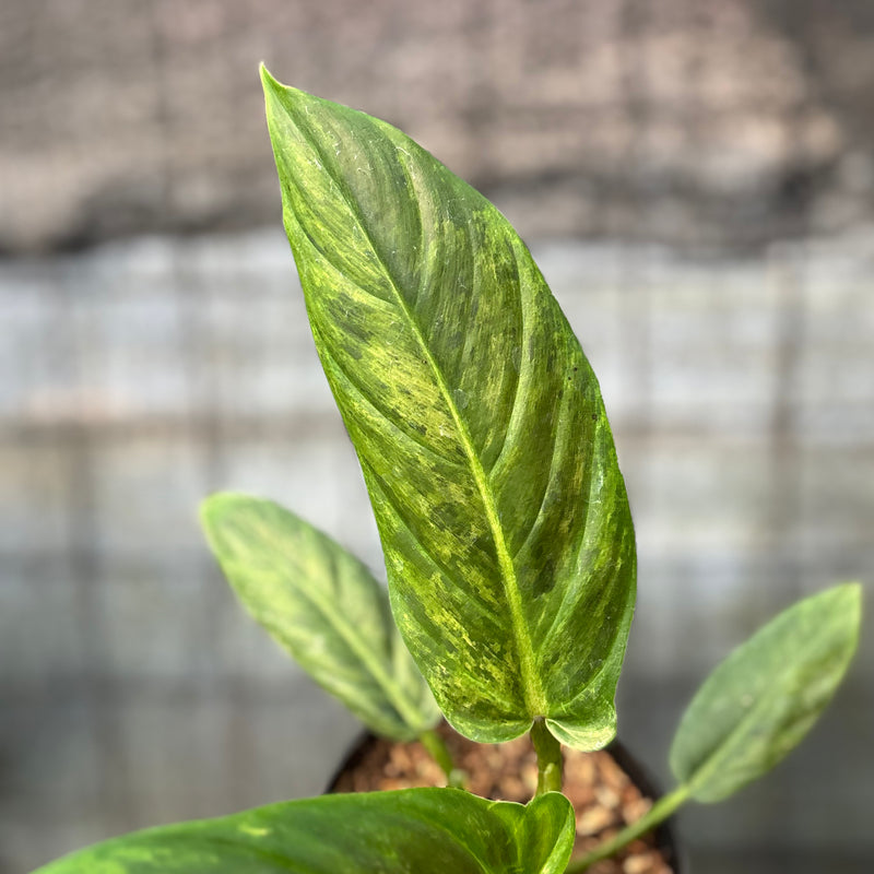 FS45-6 Philodendron Subhastatum