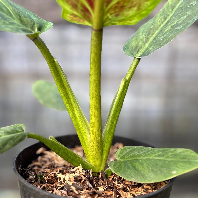FS45-6 Philodendron Subhastatum