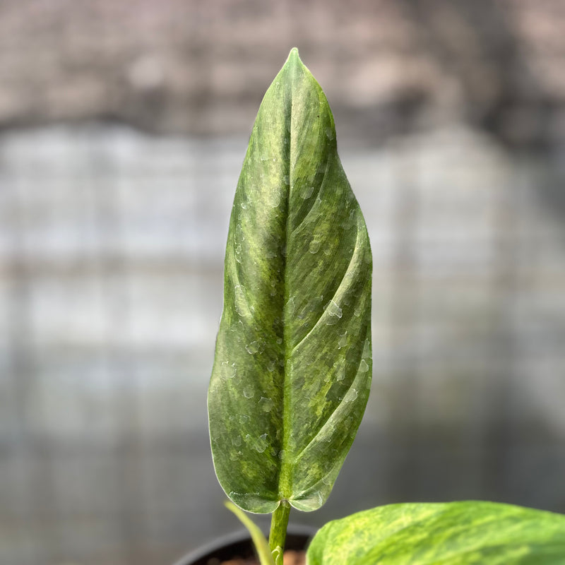 FS45-6 Philodendron Subhastatum