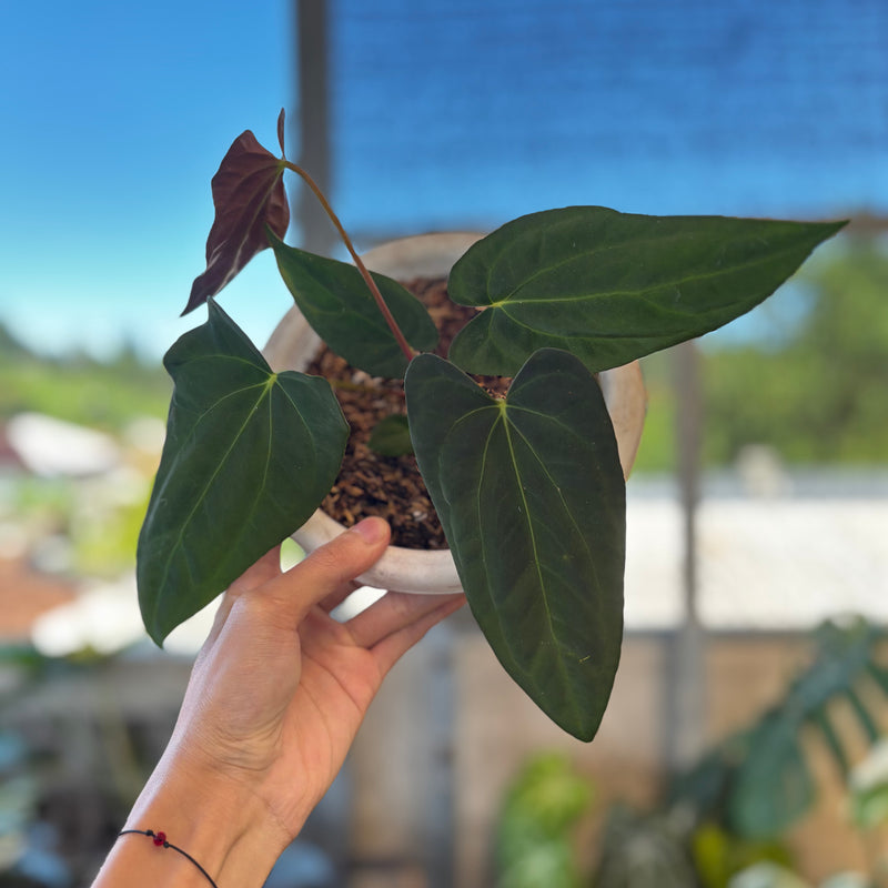 Anthurium Fort Sherman Seed