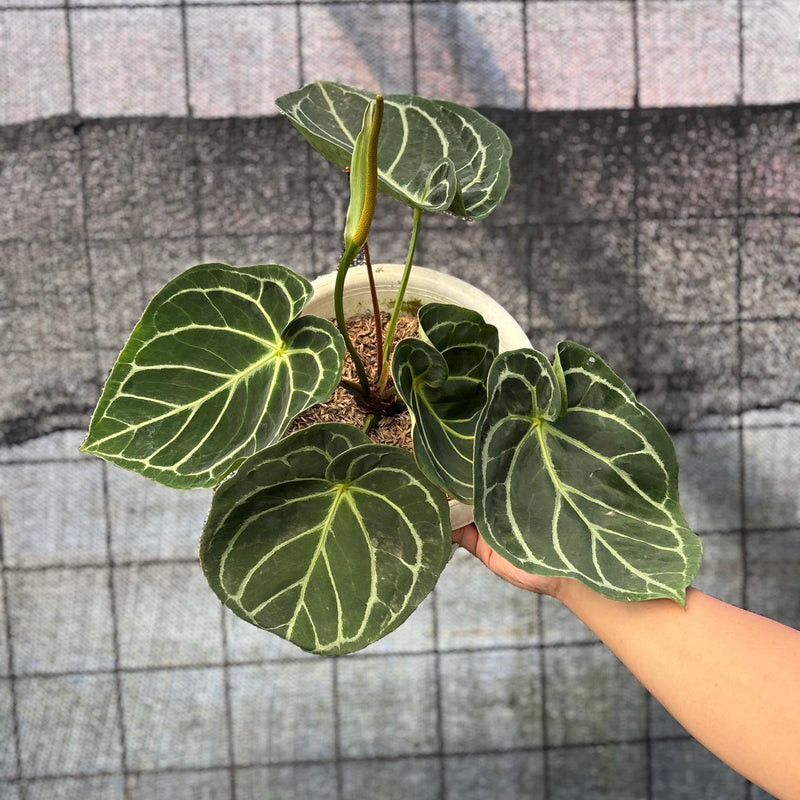 FS46-6 Anthurium Dressleri x Magnificum