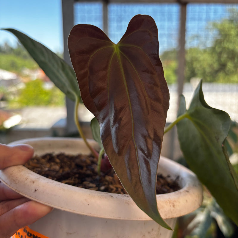 Anthurium Fort Sherman Seed