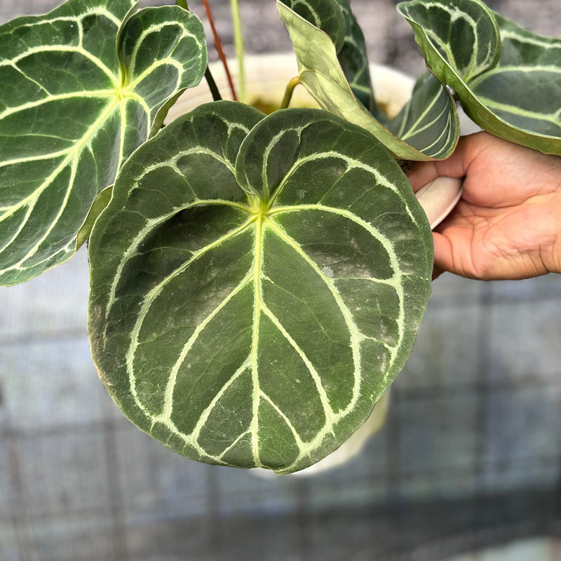 FS46-6 Anthurium Dressleri x Magnificum