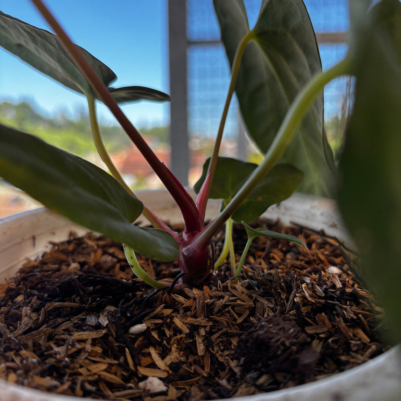 Anthurium Fort Sherman Seed