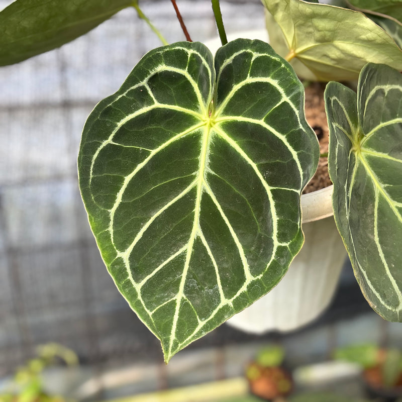 FS46-6 Anthurium Dressleri x Magnificum