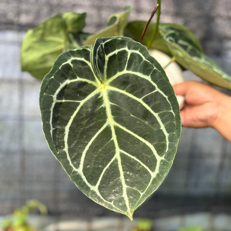 FS46-6 Anthurium Dressleri x Magnificum