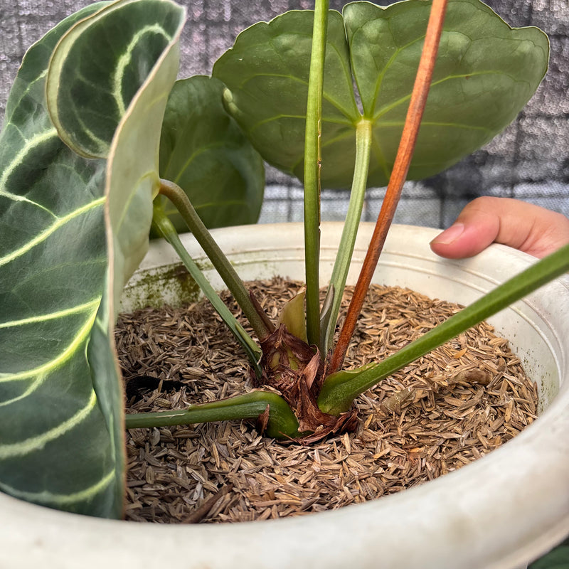 FS46-6 Anthurium Dressleri x Magnificum